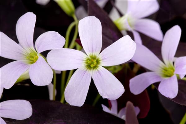 Oxalis triangularis