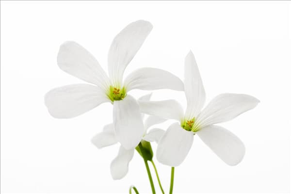 Oxalis triangularis