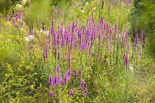 Lythrum salicaria