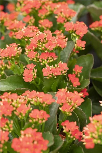 Kalanchoe blossfeldiana 'Calanday'®
