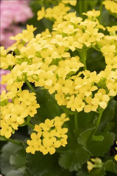 Kalanchoe blossfeldiana 'Calanday'®