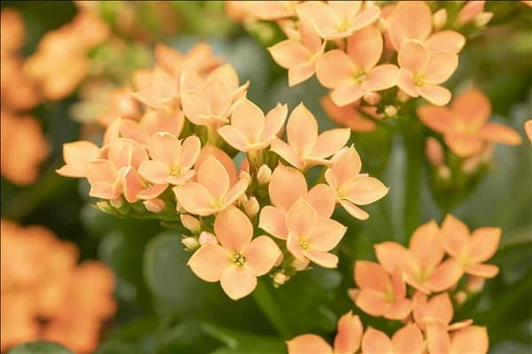 Kalanchoe blossfeldiana 'Calanday'®