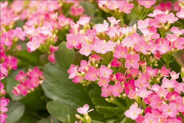Kalanchoe blossfeldiana 'Calanday'®