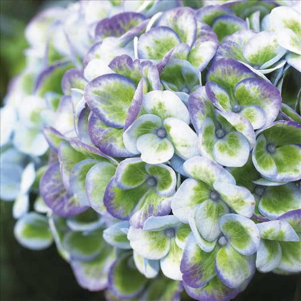Hydrangea magical Revolution blauw-4_HR