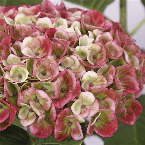 Hydrangea magical Revolution roze-4_HR