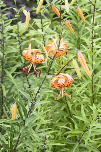 Lilium martagon