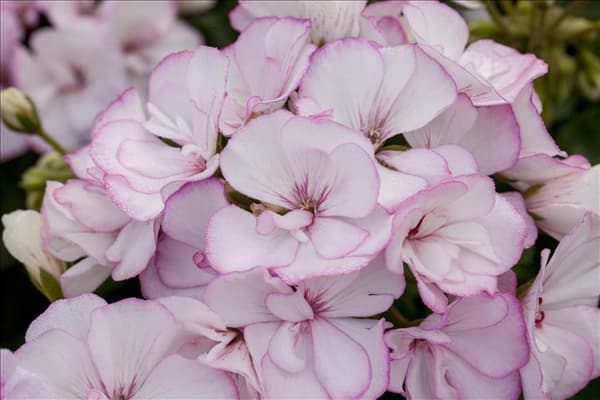Pelargonium