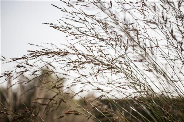 Molinia arundinacea 'Windspiel'