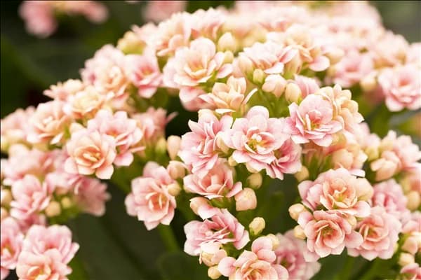 Kalanchoe blossfeldiana 'Calandiva'®