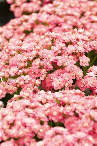 Kalanchoe blossfeldiana 'Calandiva'®