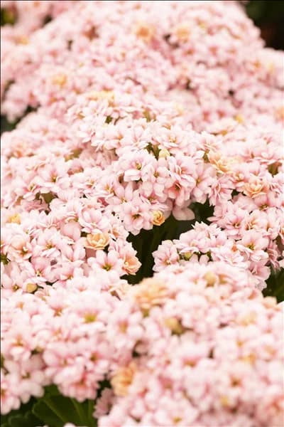 Kalanchoe blossfeldiana 'Calandiva'®