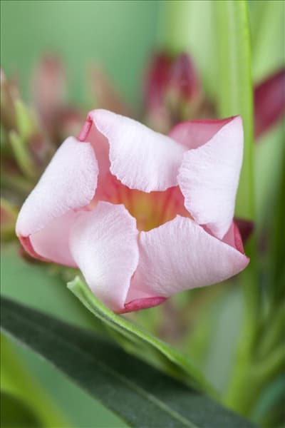 Nerium oleander, rosa