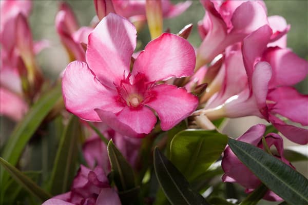Nerium oleander, rosa