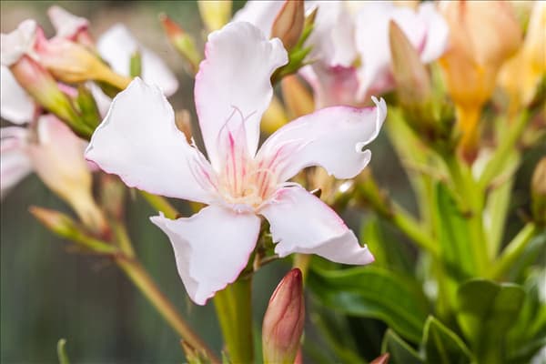 Nerium oleander, rosa