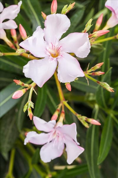 Nerium oleander, rosa