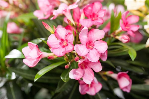 Nerium oleander, rosa