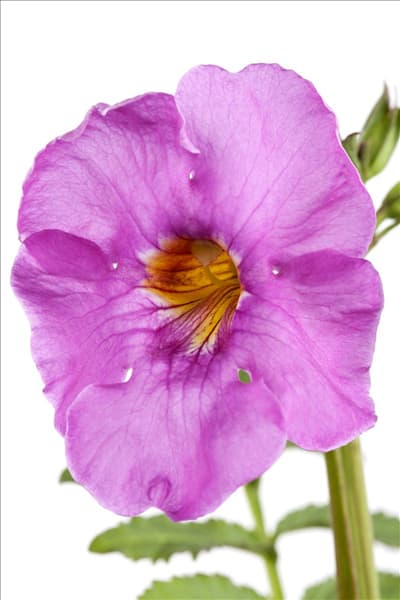 Incarvillea delavayi