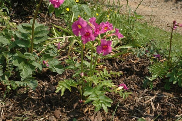 Incarvillea delavayi