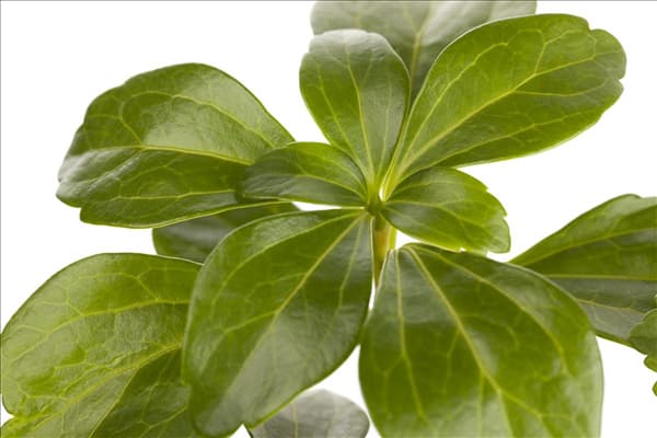 Pachysandra terminalis