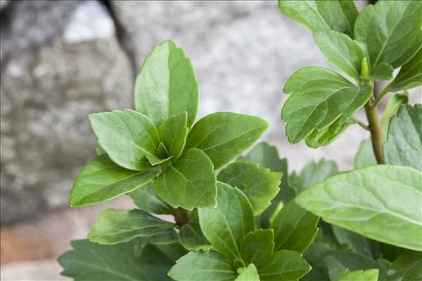 Pachysandra terminalis