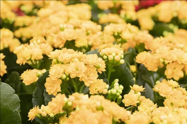 Kalanchoe blossfeldiana 'Grandiva'®