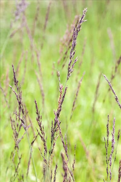 Molinia caerulea 'Edith Dudszus'