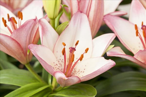 Lilium, rosa