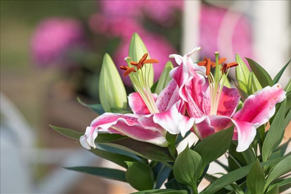 Lilium Oriental