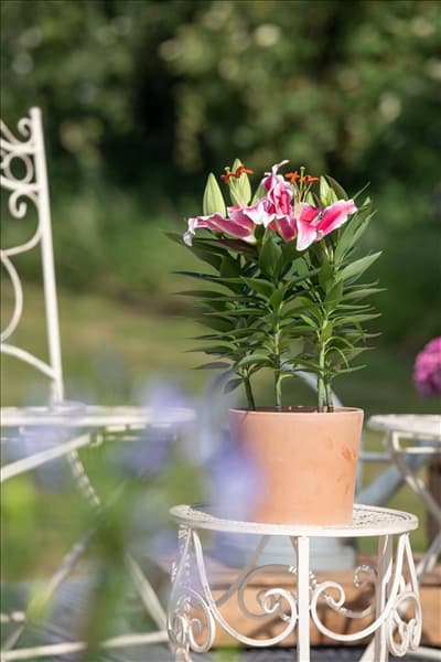 Lilium Oriental