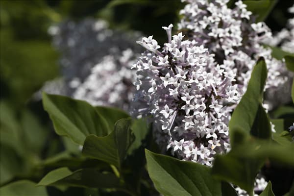 Syringa meyeri 'Palibin'
