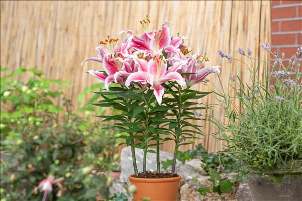 Lilium Oriental