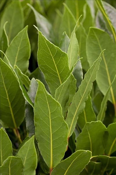 Laurus nobilis