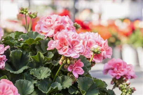 Pelargonium zonale 'Candy Idols® Salmon'