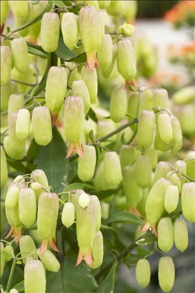 Kalanchoe blossfeldiana 'Magic Bells'