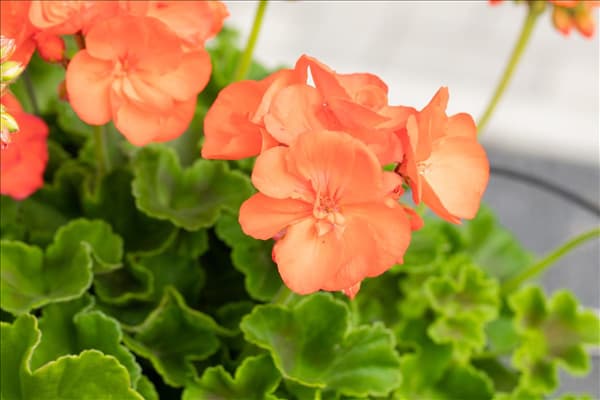 Pelargonium zonale 'Green Idols Orange'