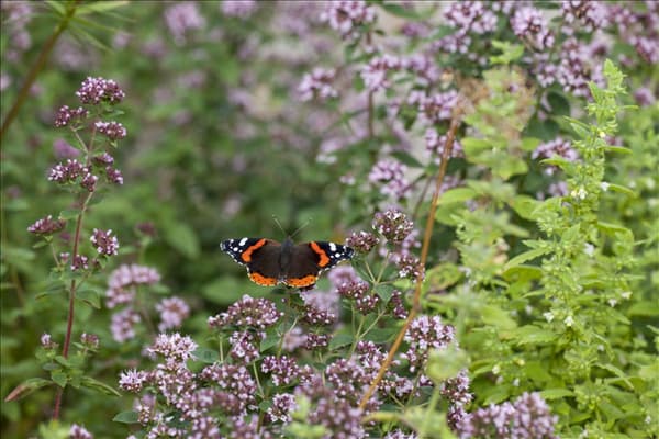 Origanum vulgare