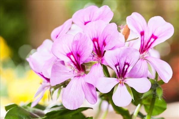Pelargonium zonale, rosa