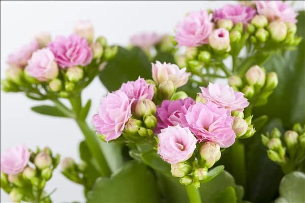 Kalanchoe blossfeldiana 'Rosalina'®