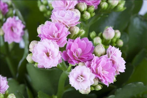 Kalanchoe blossfeldiana 'Rosalina'®