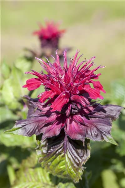 Monarda didyma