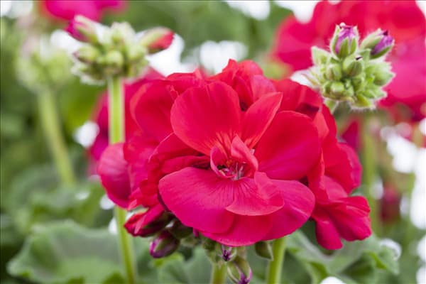Pelargonium zonale