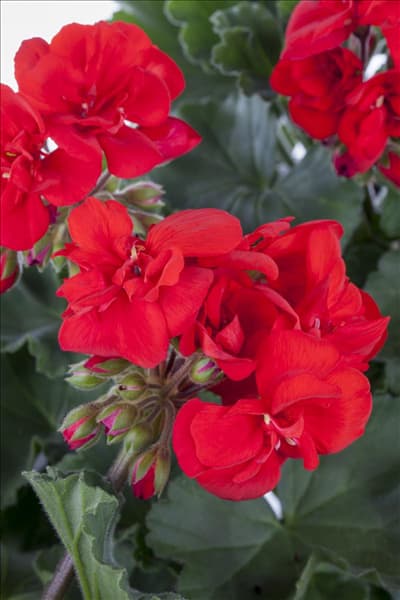 Pelargonium zonale