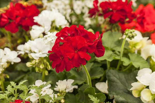 Pelargonium zonale, rot