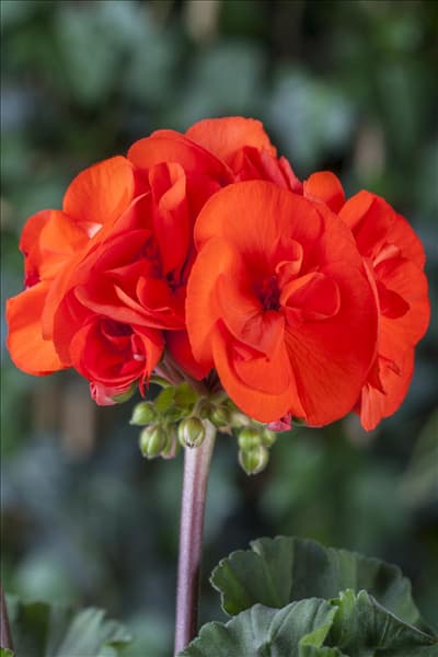 Pelargonium zonale