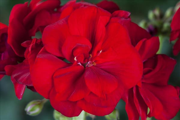 Pelargonium zonale