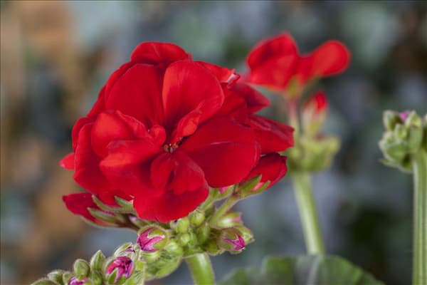 Pelargonium zonale, rot