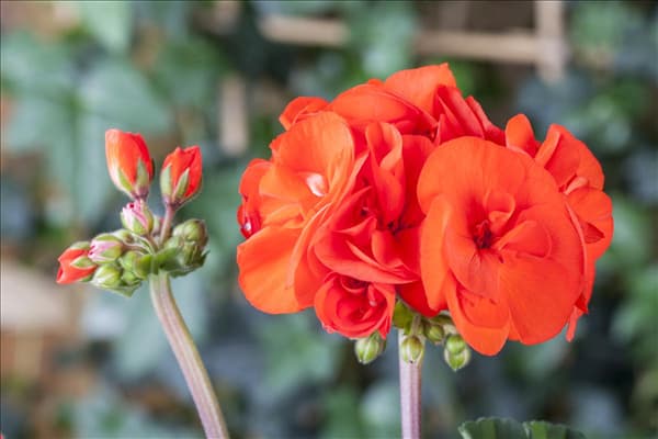 Pelargonium zonale, rot