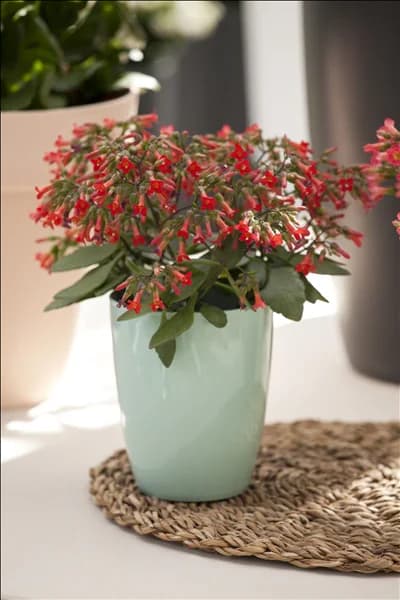 Kalanchoe manginii