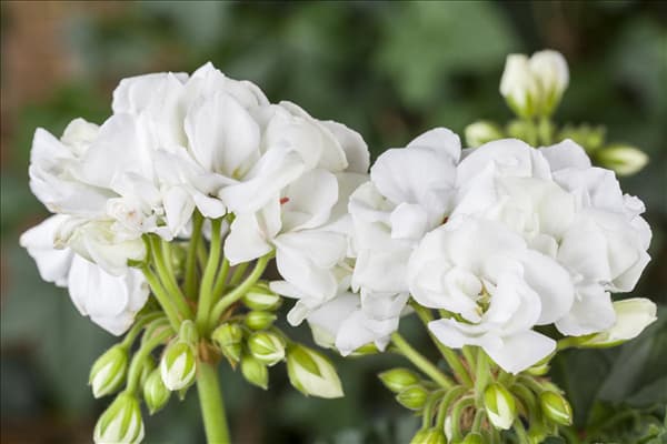 Pelargonium zonale, weiß