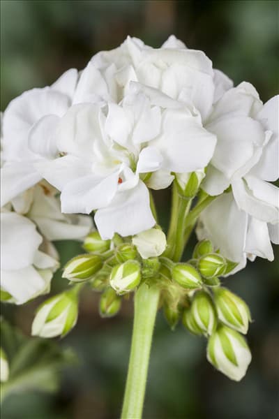 Pelargonium zonale, weiß